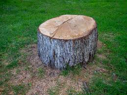 Professional Tree Removal in New Freedom, PA