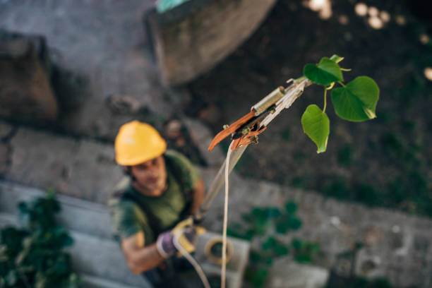 Best Root Management and Removal  in New Freedom, PA