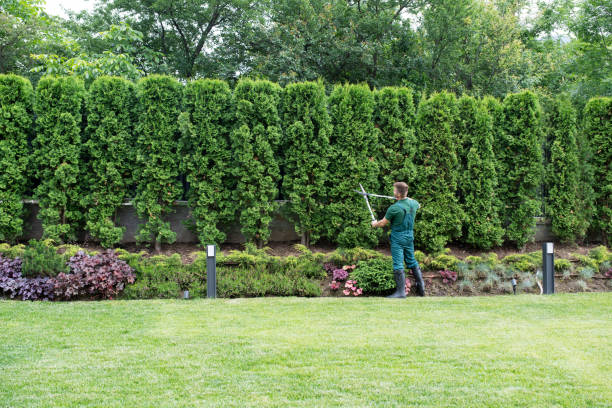 Best Tree Disease Treatment  in New Freedom, PA
