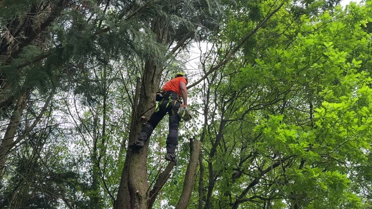 Best Tree Cabling and Bracing  in New Freedom, PA