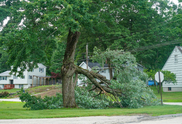 How Our Tree Care Process Works  in  New Freedom, PA